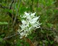 Orchis simia (apocromia)
